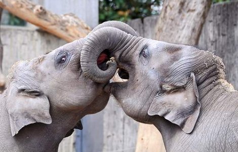 Thailanda a deschis un azil pentru elefanti