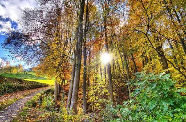 Padurile vor fi supravegheate prin satelit