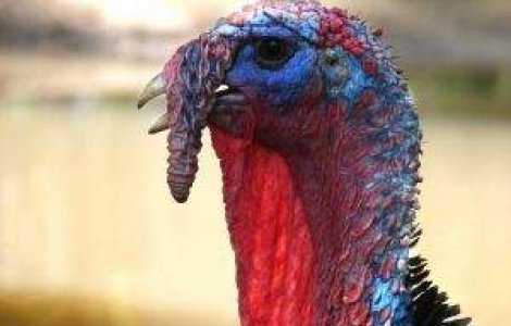 Canada: Primele cazuri suspecte de gripa porcina transmisa de la om la curcani