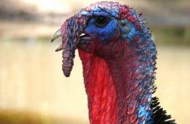 Canada: Primele cazuri suspecte de gripa porcina transmisa de la om la curcani