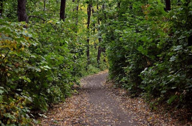 Varga: Accesul comerciantilor in padure va fi interzis