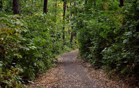 Varga: Accesul comerciantilor in padure va fi interzis