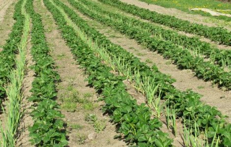 Constantin vrea un fond pentru diminuarea riscurilor fermierilor