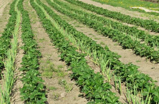 Constantin vrea sa infiinteze un fond pentru diminuarea riscurilor fermierilor