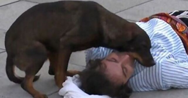 Câine maidanez a întrerupt o scenă de teatru pentru a-l ajuta pe actorul rănit