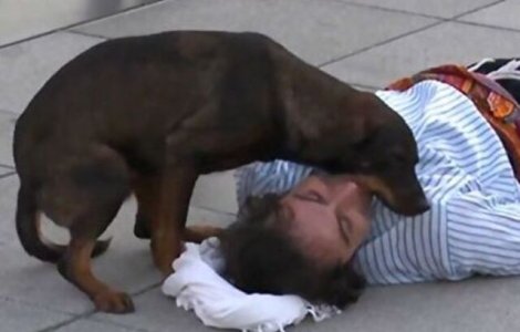VIDEO Un câine maidanez a întrerupt o scenă de teatru pentru a-l ajuta pe actorul "rănit"