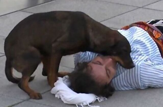 VIDEO Un câine maidanez a întrerupt o scenă de teatru pentru a-l ajuta pe actorul "rănit"