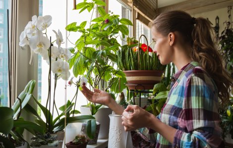  Top  12 plante de apartament rezistente și ușor de întreținut