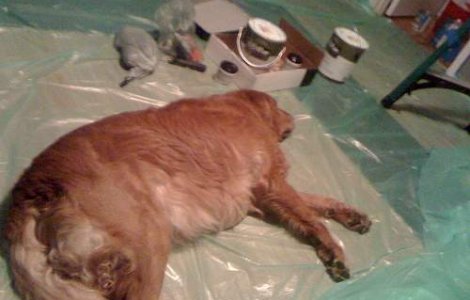 Picturi realizate de un caine la pret de peste 1.700 de dolari