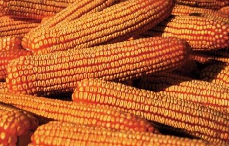 Dolj: Porumb cu aflatoxina gasit intr-un depozit al Cerealcom
