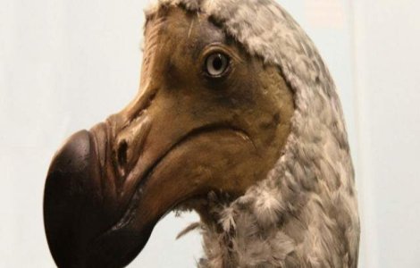 Un fragment dintr-un os de pasare dodo, scos la licitatie in Londra