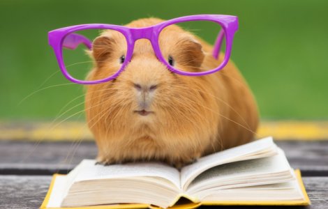 Cauți animal de companie pentru tine sau copilul tău? Iată ce poți alege