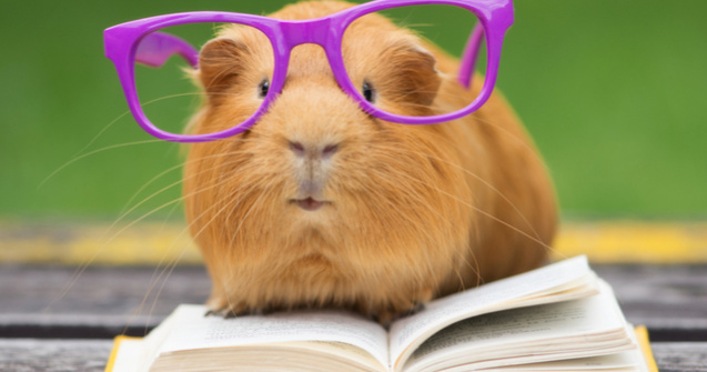 Cauți animal de companie pentru tine sau copilul tău? Iată ce poți alege