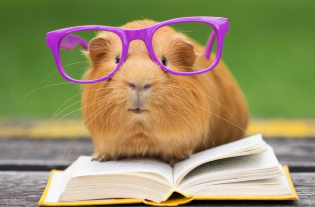 Cauți un animal de companie pentru tine sau copilul tău? Iată ce prieteni noi &icirc;ți poți face