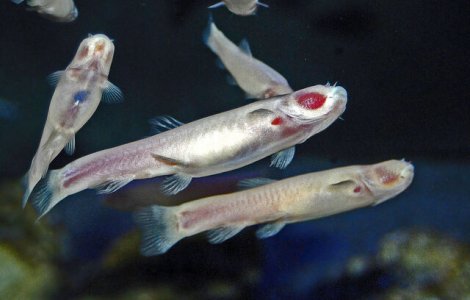 Cel puțin 11 specii de pești ar putea "merge" dacă ar vrea