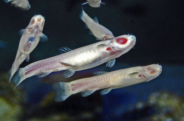 Cel puțin 11 specii de pești ar putea "merge" dacă ar vrea. Explicația cercetătorilor
