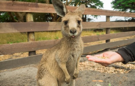 Caz șocant la Grădina Zoo din Timișoara! Șase canguri au fost uciși de câini