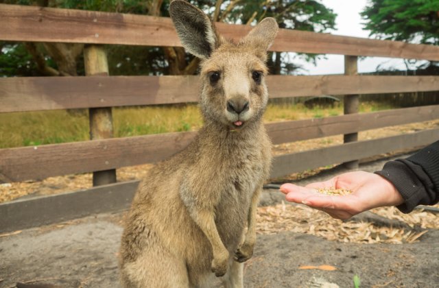 Caz șocant la Grădina Zoo din Timișoara! Șase canguri pitici au fost uciși de c&acirc;ini