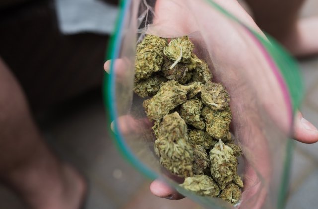 Percheziții în Mureș: Aproape 100 de kilograme de cannabis au fost ridicate de către polițiști