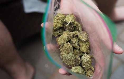 Mureș: Aproape 100 de kilograme de cannabis au fost ridicate de către polițiști