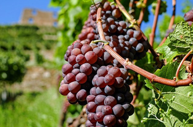 Strugurii, interziși pentru anumite categorii de persoane. Care sunt acestea