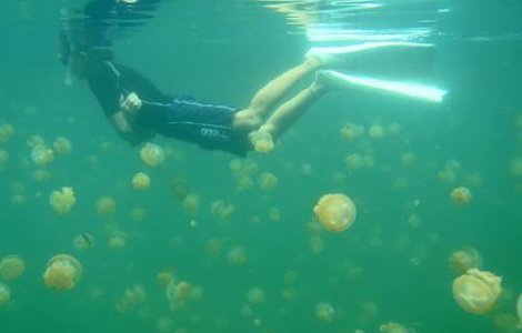  Video  Tu ai inota intr-un lac plin de meduze?