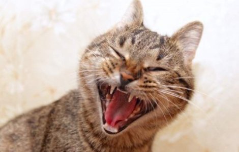  Top  1 Aprilie: Top 10 pacaleli pe Internet