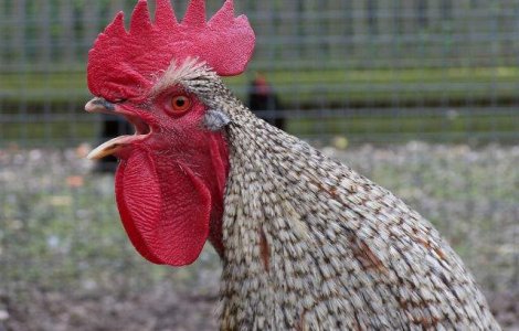 O noua tulpina de gripa aviara face primele victime in China