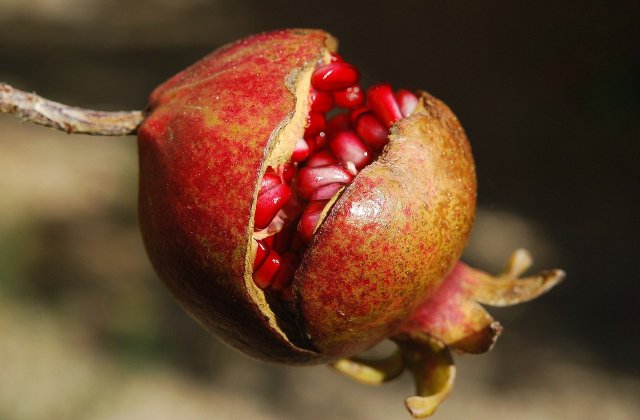 &Icirc;ți &icirc;mbunătățesc memoria: 10 beneficii ale rodiei pe care cu siguranță NU le știai