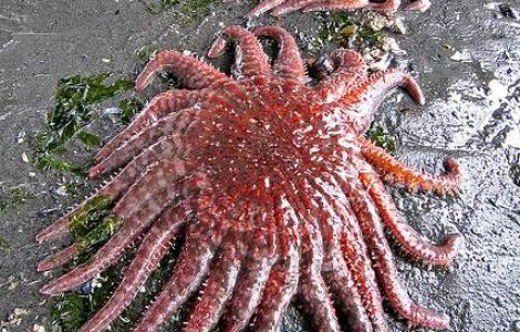 S-a descoperit prima stea de mare cu opt &#39;picioare&#39;