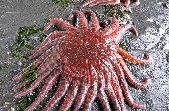S-a descoperit prima stea de mare cu opt &#39;picioare&#39;