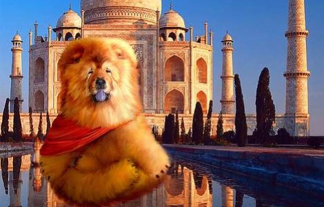 Primul calendar cu pozitii yoga pentru caini