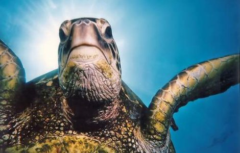  Video  Cea mai rapida testoasa din lume