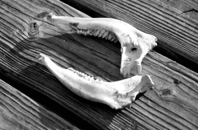 Fragmente de craniul si coltii unui animal preistoric, descoperite in Covasna