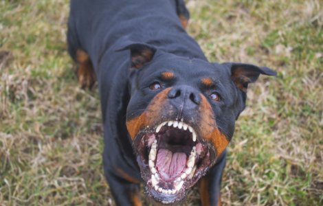 O adolescentă a fost atacată de un rottweiler când se îndrepta spre casă. A ajuns la spital în stare gravă