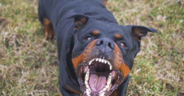 Tânără, mușcată de un rottweiler scăpat din curtea proprietarului