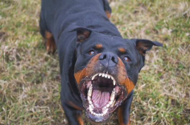 O adolescentă a fost atacată de un rottweiler când se îndrepta spre casă. A ajuns la spital în stare gravă