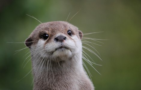 Vidra care și-a întâlnit sufletul pereche cu ajutorul unui site de matrimoniale creat special pentru ea