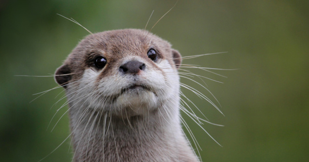 O vidră și-a întâlnit jumătatea cu ajutorul unui site creat special pentru ea