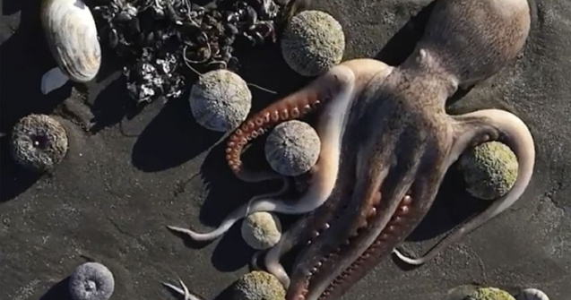 Dezastru ecologic. Sute de animale marine au murit din cauza poluării