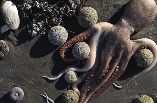 Dezastru ecologic. Sute de animale marine au murit din cauza poluării