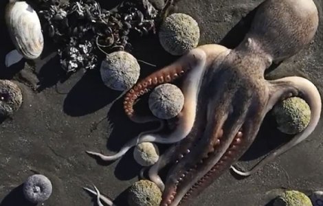 Dezastru ecologic. Sute de animale marine au murit din cauza poluării