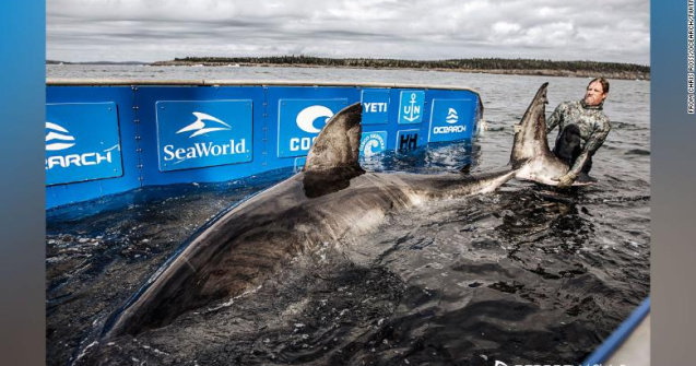 „Regina Oceanului” a fost capturată lângă coastele Canadei!
