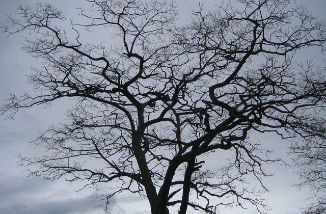 Meteo: Cum va fi vremea la inceputul saptamanii?