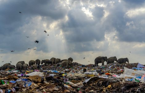 Imagine șocantă! O turmă de elefanți caută mâncare într-un munte de gunoaie