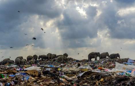 Imagine șocantă! O turmă de elefanți caută mâncare într-un munte de gunoaie