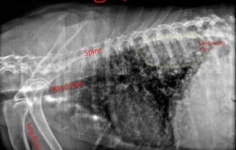 O femeie din Olanda a inghitit 78 de linguri si furculite