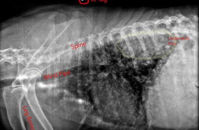 O femeie din Olanda a inghitit 78 de linguri si furculite