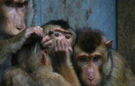Si maimutele "se protejeaza" de gripa porcina