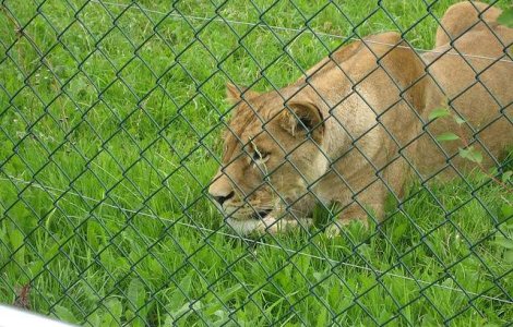 Adolescenta din SUA, muscata de o leoaica in Romania